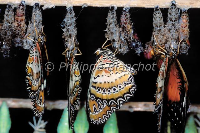 mepamorphose papillon.JPG - MépamorphoseCethosia biblisRuby LacewingLepidoptera, HeliconiidaeOrigine : MalaisieSerre à papillons, France